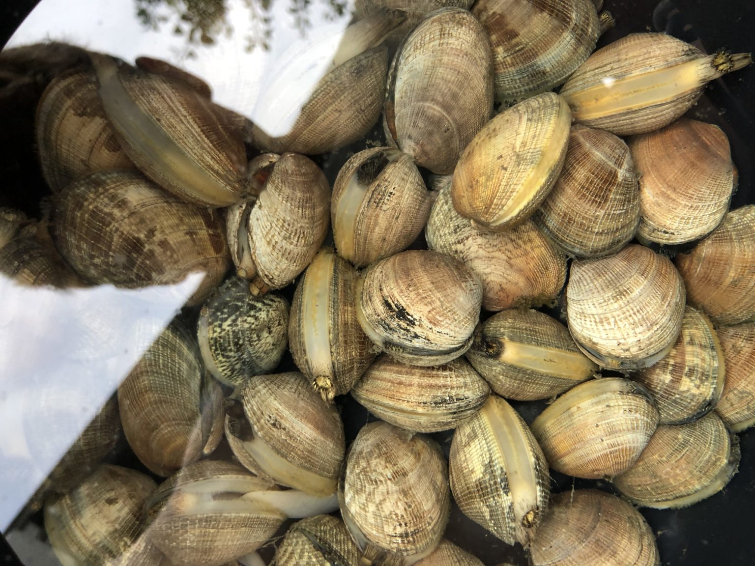 Shellfish Biotoxin Monitoring - Puget Sound Restoration Fund